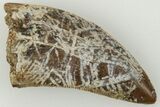 Serrated, .91" Tyrannosaur (Nanotyrannus?) Tooth - Montana - #204056-1